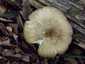 Széleslemezű fülőke (Megacollybia platyphylla), Pilis